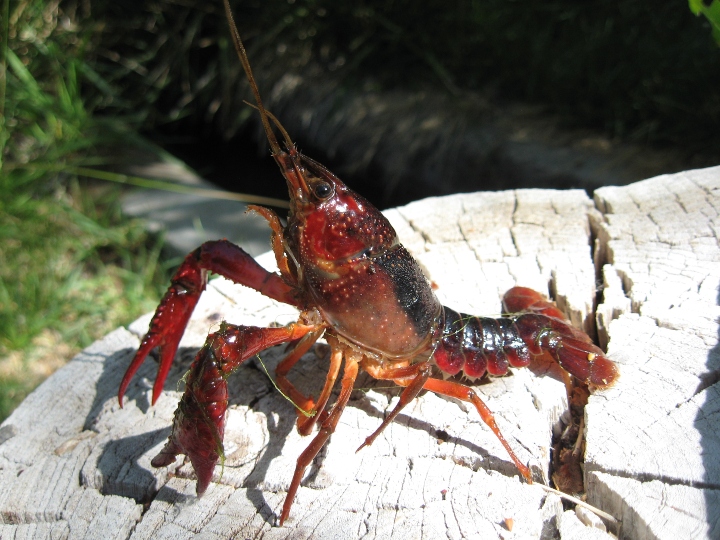 Crayfish